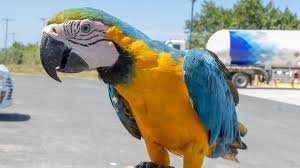 Ministerio de Medio Ambiente hace llamado al registro obligatorio de animales exóticos en el país